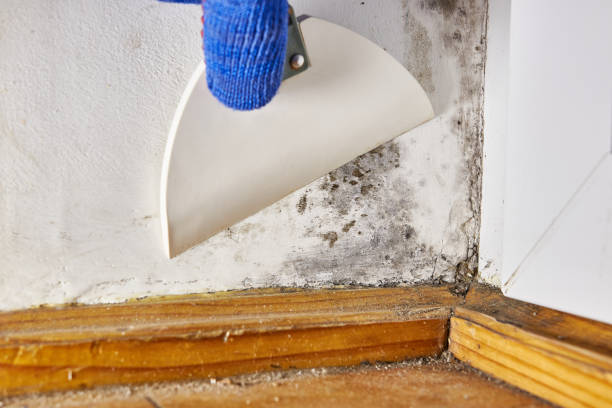 Best Water Damage & Mold Remediation  in Pablo, MT